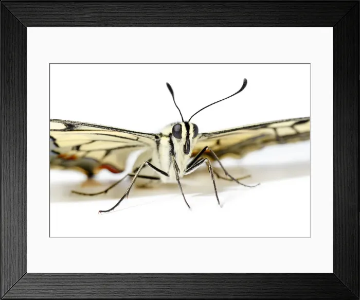 Framed Print : Picture No. 12018983 Framed Print : Picture No. 12018983