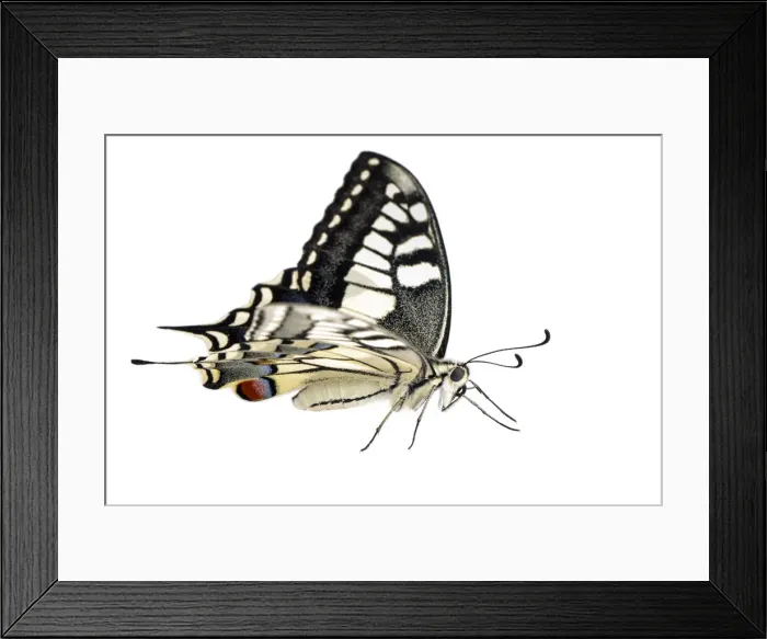 Framed Print : Picture No. 12018986 Framed Print : Picture No. 12018986
