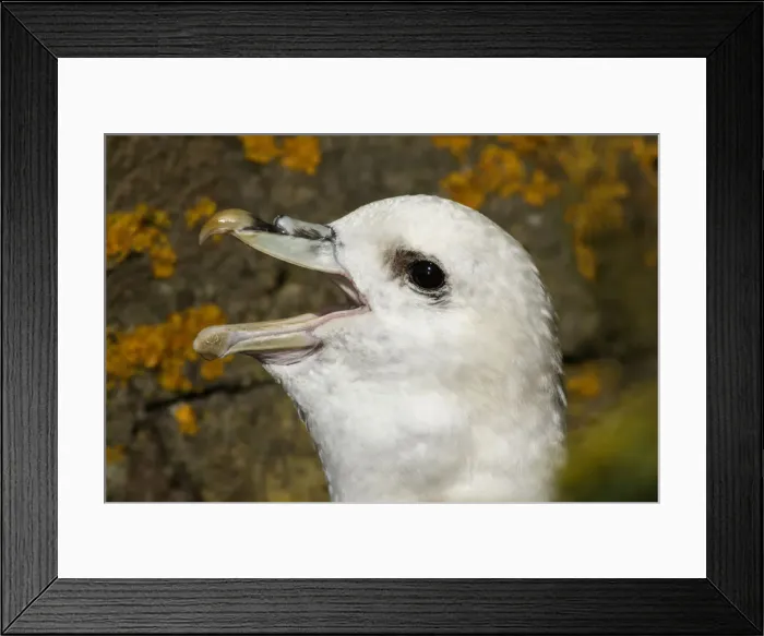 Framed Print : Picture No. 12018989 Framed Print : Picture No. 12018989