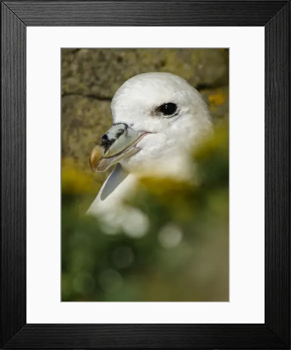 Framed Print : Picture No. 12018990 Framed Print : Picture No. 12018990