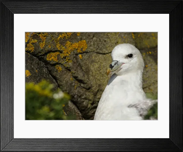 Framed Print : Picture No. 12018991 Framed Print : Picture No. 12018991