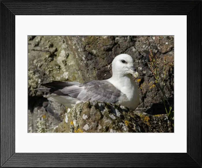 Framed Print : Picture No. 12018992 Framed Print : Picture No. 12018992