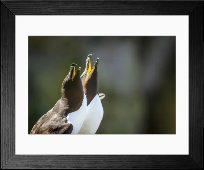 Framed Print : Picture No. 12018993 Framed Print : Picture No. 12018993