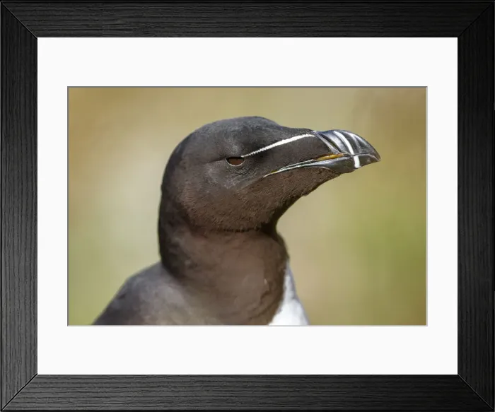 Framed Print : Picture No. 12018995 Framed Print : Picture No. 12018995
