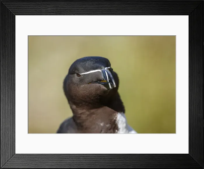 Framed Print : Picture No. 12018996 Framed Print : Picture No. 12018996