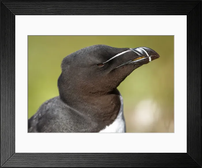 Framed Print : Picture No. 12018997 Framed Print : Picture No. 12018997