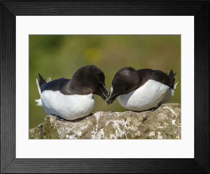 Framed Print : Picture No. 12019000 Framed Print : Picture No. 12019000
