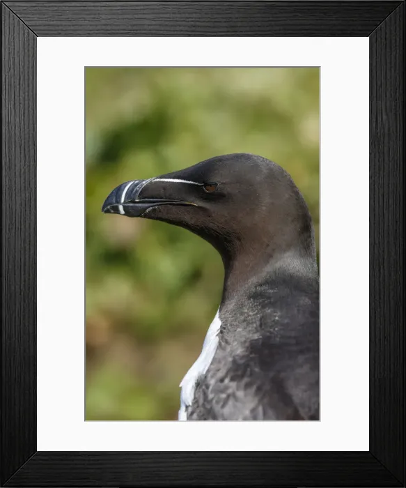 Framed Print : Picture No. 12019001 Framed Print : Picture No. 12019001