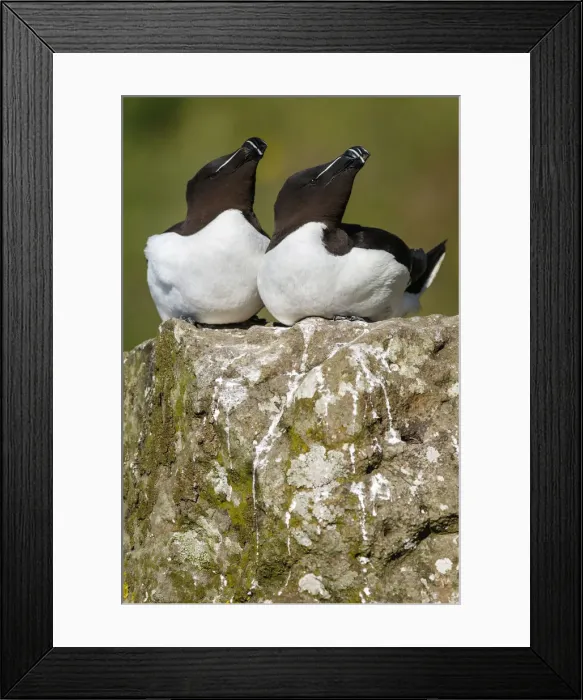 Framed Print : Picture No. 12019003 Framed Print : Picture No. 12019003