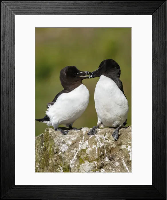 Framed Print : Picture No. 12019004 Framed Print : Picture No. 12019004