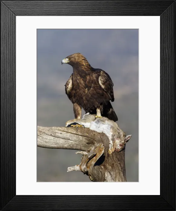 Framed Print : Picture No. 12019555 Framed Print : Picture No. 12019555