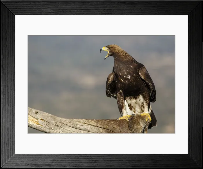 Framed Print : Picture No. 12019556 Framed Print : Picture No. 12019556
