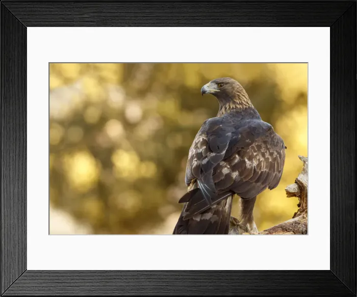 Framed Print : Picture No. 12019558 Framed Print : Picture No. 12019558
