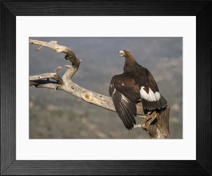 Framed Print : Picture No. 12019559 Framed Print : Picture No. 12019559