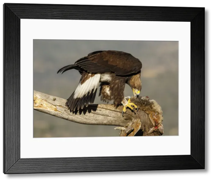 Framed Print : Picture No. 12019560 Framed Print : Picture No. 12019560