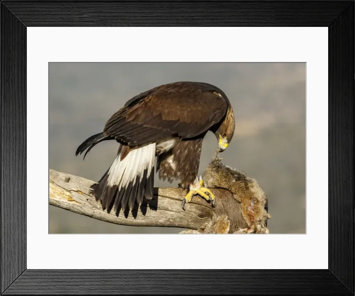 Framed Print : Picture No. 12019561 Framed Print : Picture No. 12019561
