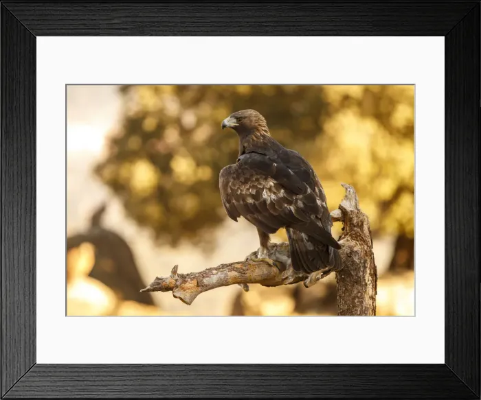 Framed Print : Picture No. 12019562 Framed Print : Picture No. 12019562