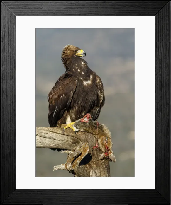 Framed Print : Picture No. 12019563 Framed Print : Picture No. 12019563