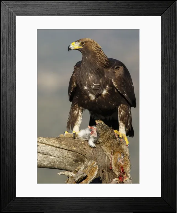 Framed Print : Picture No. 12019564 Framed Print : Picture No. 12019564