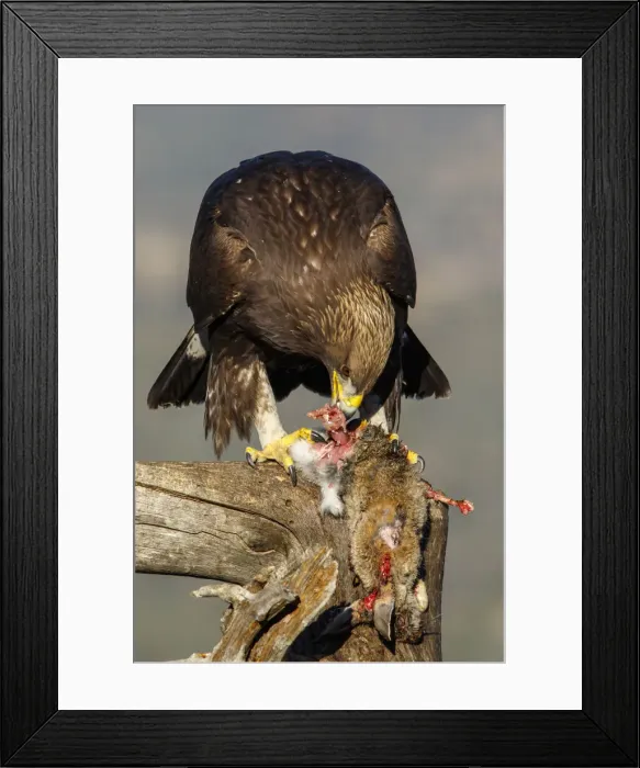 Framed Print : Picture No. 12019565 Framed Print : Picture No. 12019565