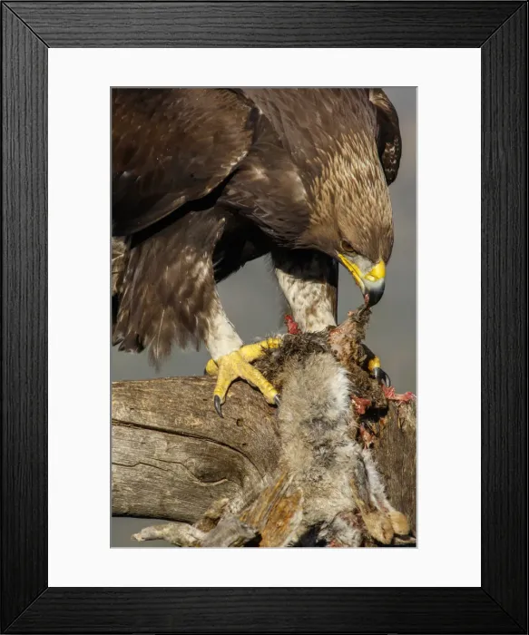 Framed Print : Picture No. 12019566 Framed Print : Picture No. 12019566
