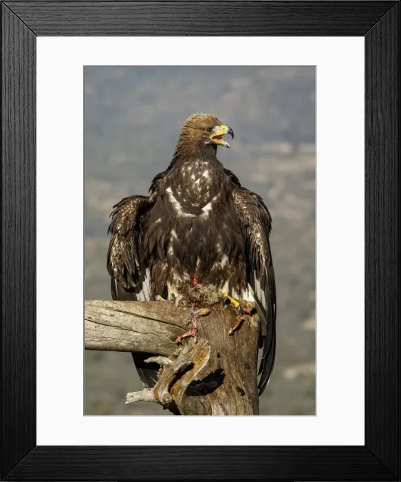 Framed Print : Picture No. 12019568 Framed Print : Picture No. 12019568