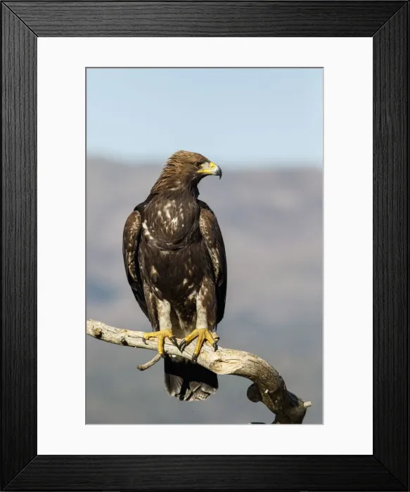 Framed Print : Picture No. 12019571 Framed Print : Picture No. 12019571