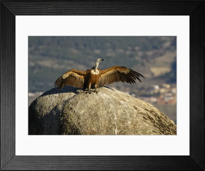 Framed Print : Picture No. 12019572 Framed Print : Picture No. 12019572