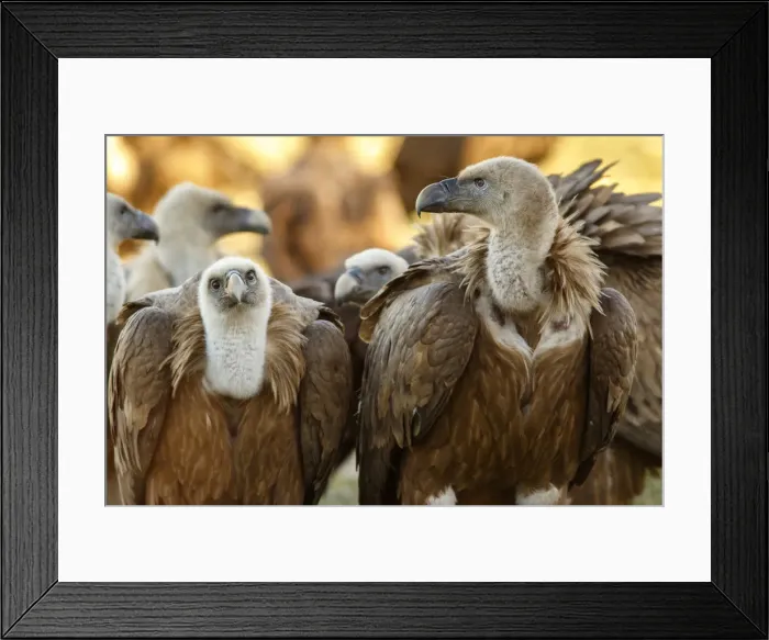 Framed Print : Picture No. 12019573 Framed Print : Picture No. 12019573