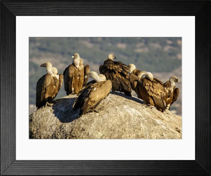 Framed Print : Picture No. 12019574 Framed Print : Picture No. 12019574