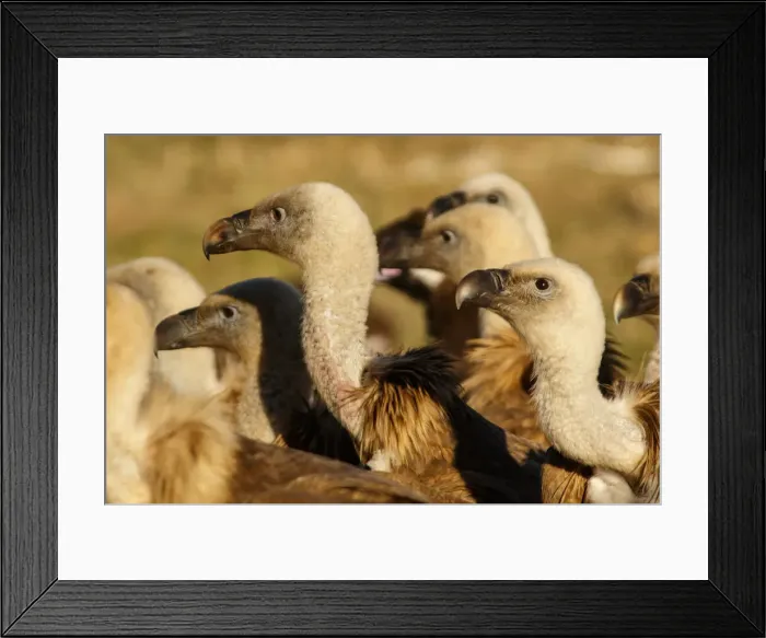 Framed Print : Picture No. 12019575 Framed Print : Picture No. 12019575