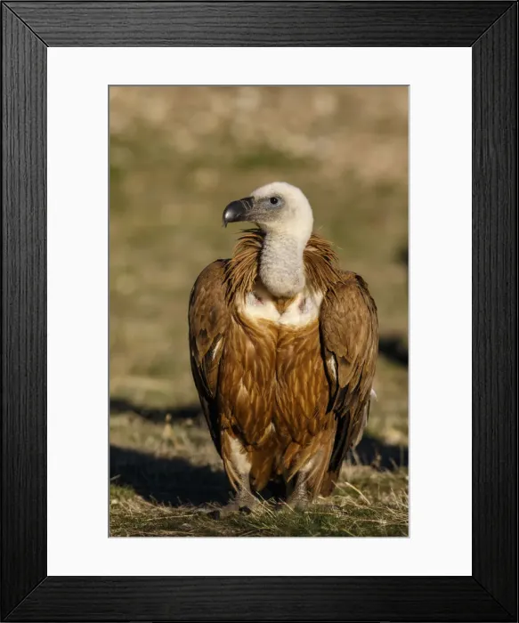 Framed Print : Picture No. 12019576 Framed Print : Picture No. 12019576