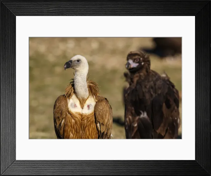 Framed Print : Picture No. 12019577 Framed Print : Picture No. 12019577