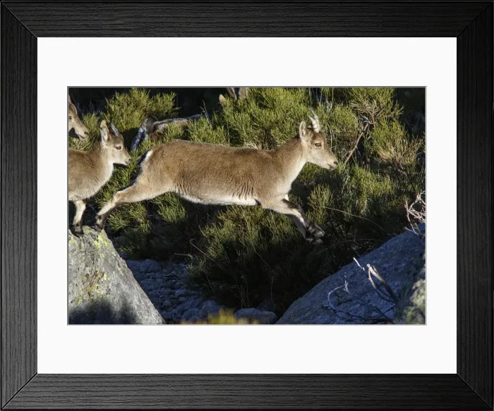 Framed Print : Picture No. 12019579 Framed Print : Picture No. 12019579