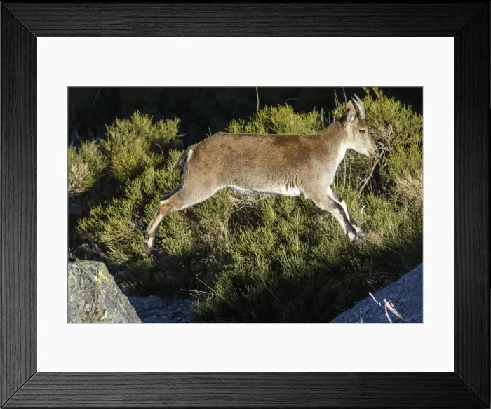 Framed Print : Picture No. 12019580 Framed Print : Picture No. 12019580