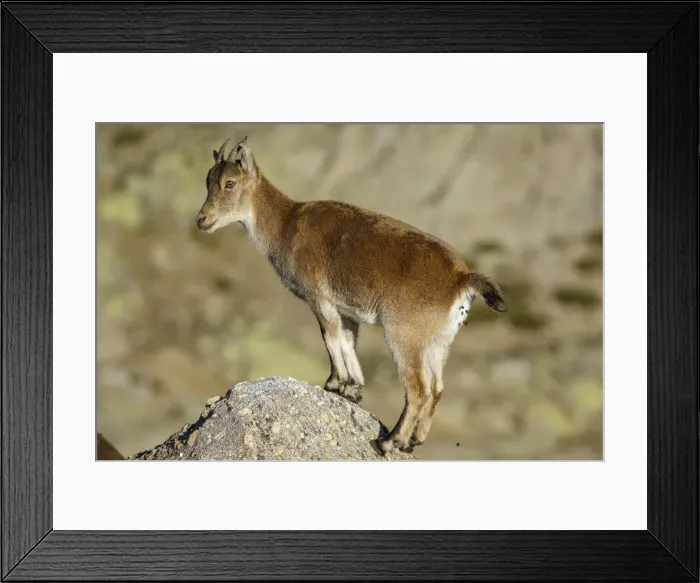 Framed Print : Picture No. 12019581 Framed Print : Picture No. 12019581