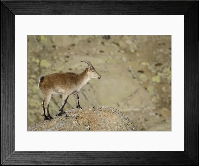 Framed Print : Picture No. 12019582 Framed Print : Picture No. 12019582