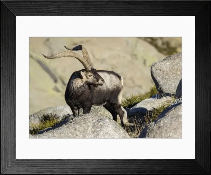 Framed Print : Picture No. 12019583 Framed Print : Picture No. 12019583