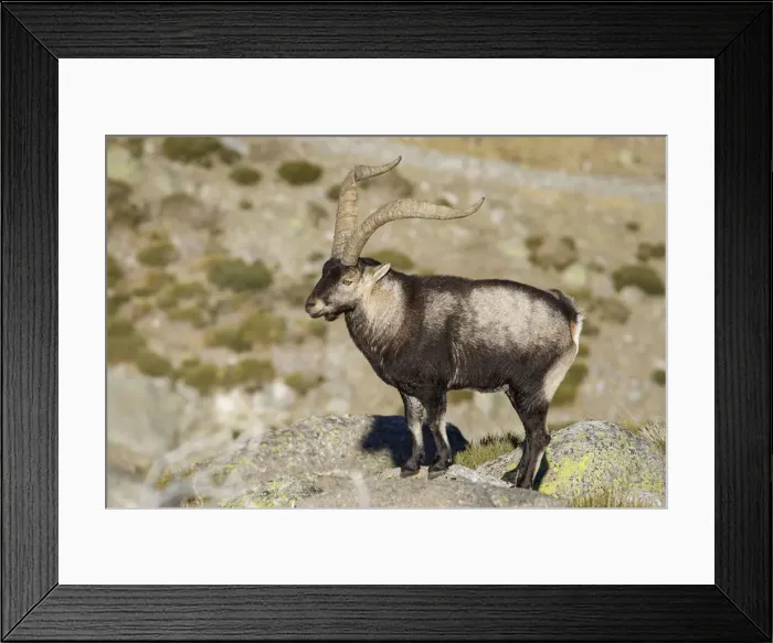 Framed Print : Picture No. 12019584 Framed Print : Picture No. 12019584