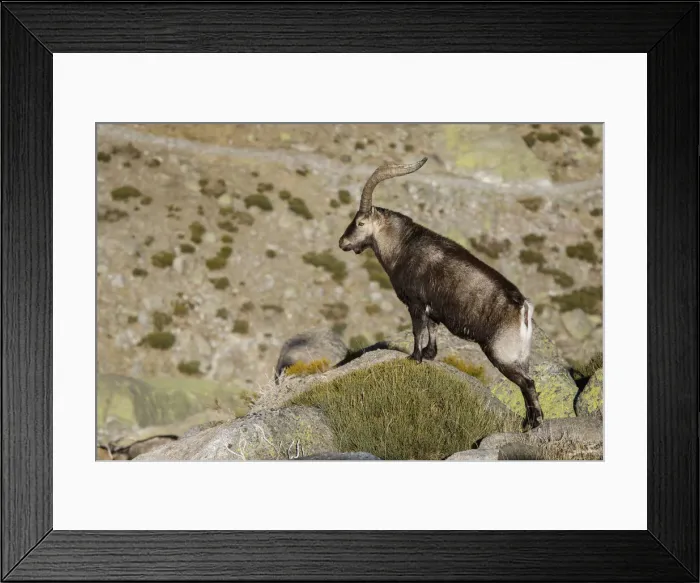 Framed Print : Picture No. 12019585 Framed Print : Picture No. 12019585