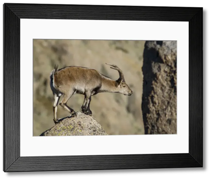 Framed Print : Picture No. 12019586 Framed Print : Picture No. 12019586