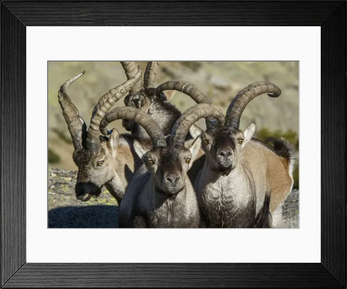 Framed Print : Picture No. 12019587 Framed Print : Picture No. 12019587