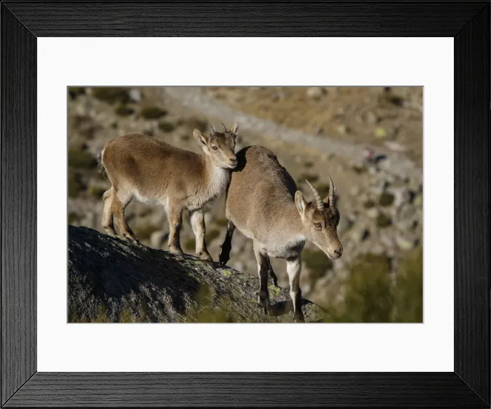 Framed Print : Picture No. 12019588 Framed Print : Picture No. 12019588
