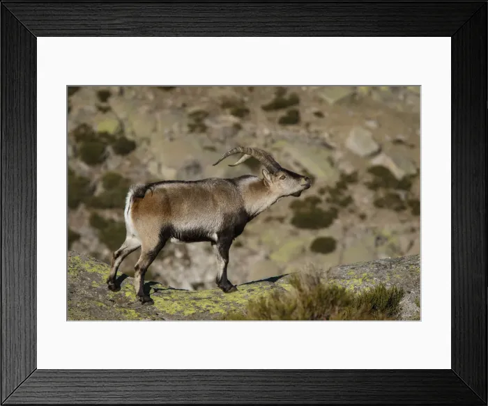 Framed Print : Picture No. 12019589 Framed Print : Picture No. 12019589