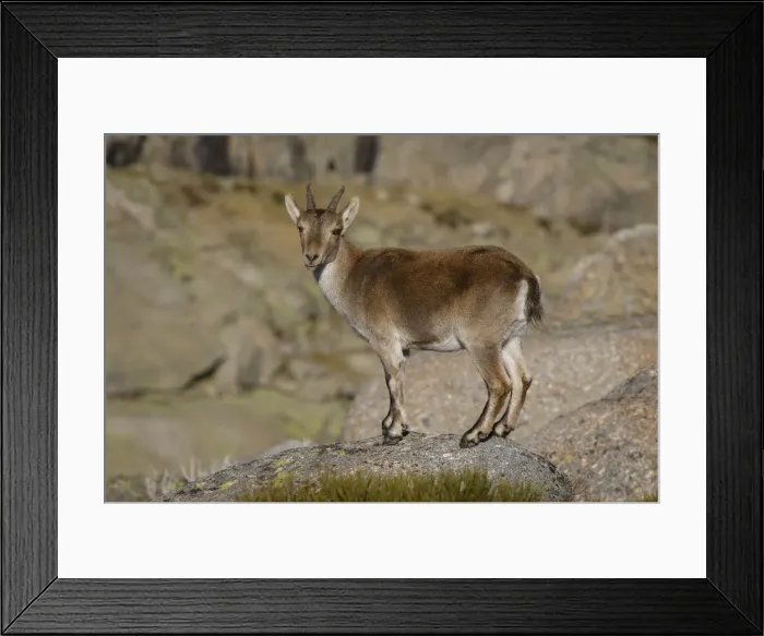 Framed Print : Picture No. 12019590 Framed Print : Picture No. 12019590
