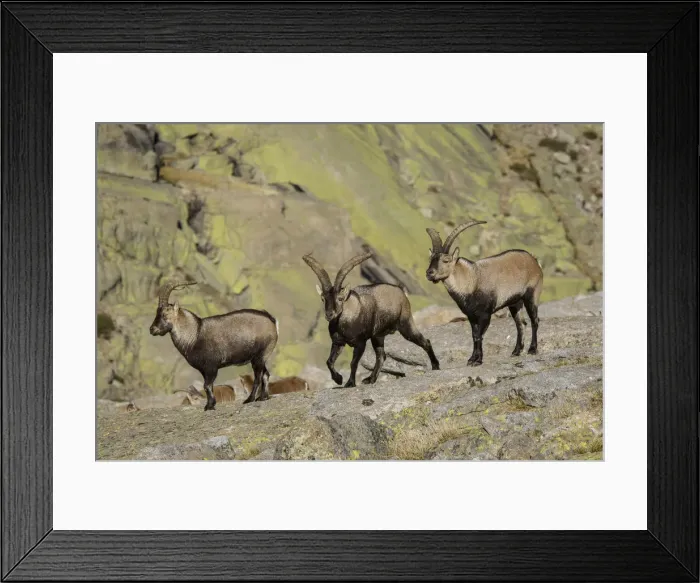 Framed Print : Picture No. 12019591 Framed Print : Picture No. 12019591