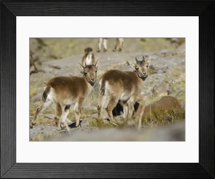 Framed Print : Picture No. 12019592 Framed Print : Picture No. 12019592