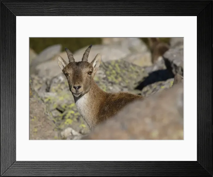Framed Print : Picture No. 12019593 Framed Print : Picture No. 12019593