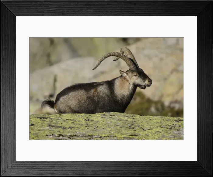 Framed Print : Picture No. 12019594 Framed Print : Picture No. 12019594