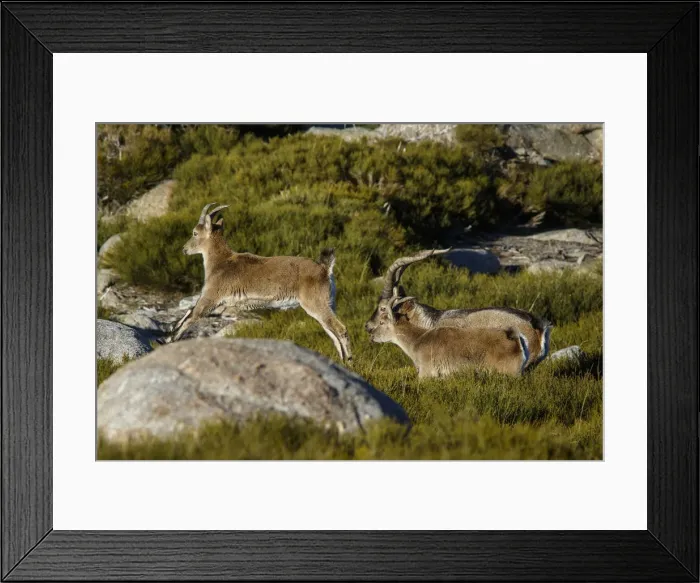 Framed Print : Picture No. 12019597 Framed Print : Picture No. 12019597